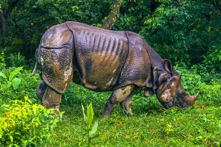 Indian Rhino In Chitwan National Park, Nepalの写真素材