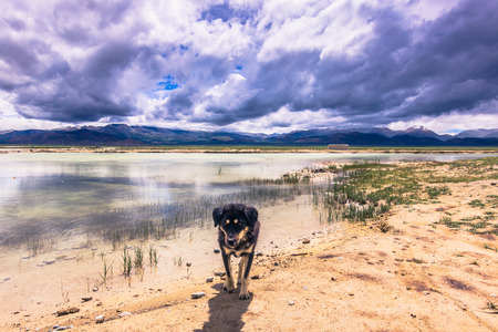 August 15, 2014 - Dog in the countryside of Tibetの写真素材