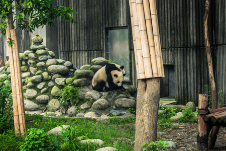 Chengdu, China - August 10, 2014: Panda Research center in Chengdu, Chinaのeditorial素材
