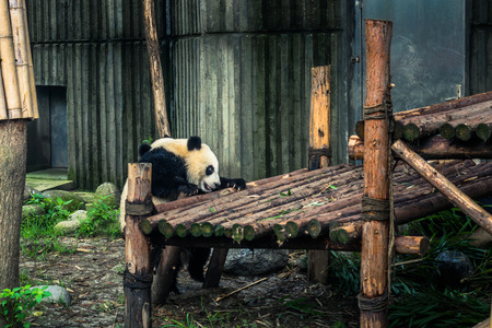 Chengdu, China - August 10, 2014: Panda Research center in Chengdu, Chinaのeditorial素材