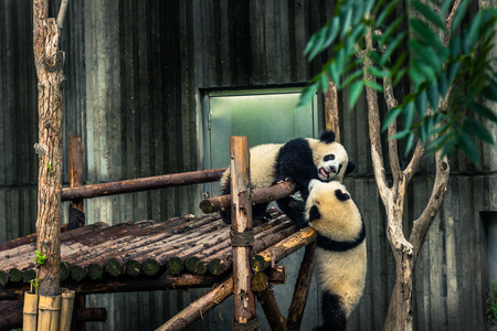 Chengdu, China - August 10, 2014: Panda Research center in Chengdu, Chinaのeditorial素材