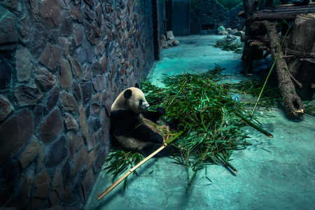 Chengdu, China - August 10, 2014: Panda Research center in Chengdu, Chinaのeditorial素材