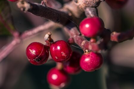 January 07, 2017: Some wild red berries in Serra da Arruda, Portugal