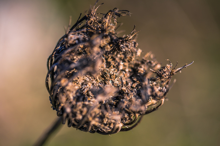 January 07, 2017: Close-up macro of a dry flower in Serra da Arruda, Portugalの写真素材