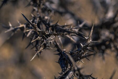 January 07, 2017: Close-up of a thorn plant in Serra da Arruda, Portugalの写真素材