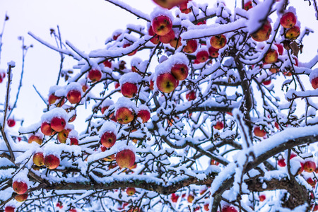 December 10, 2016: Apples in snowy branches with fruits in Sigtuna with snow in winter, Sweden