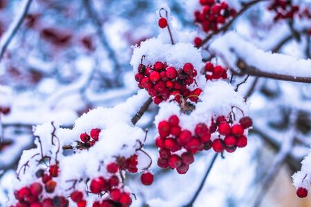 December 10, 2016: Berries in a snowy tree in Sigtuna in winter, Swedenの写真素材