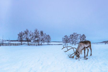 Lapland, Sweden - January 31, 2014: Lone reindeer in Jukkasjarvi, Swedenの写真素材