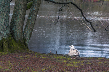 Gothenburg, Sweden - April 15, 2017: Seagull in Slottskogen park in Gothenburg, Swedenの写真素材