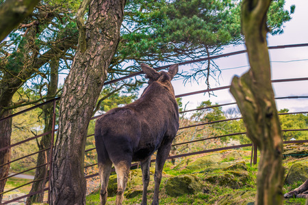Gothenburg, Sweden - April 15, 2017: A Moose in Slottskogen park in Gothenburg, Swedenの写真素材