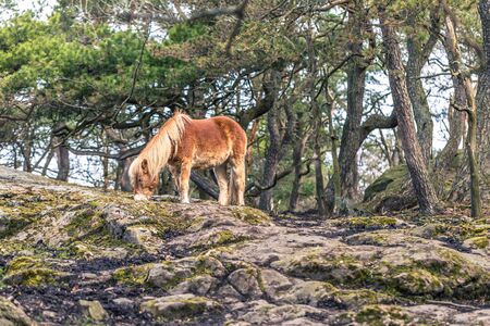 Gothenburg, Sweden - April 15, 2017: A horse in Slottskogen park in Gothenburg, Swedenの写真素材
