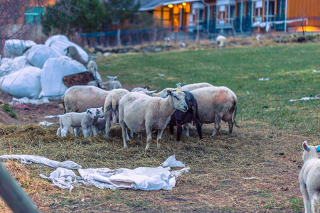 Vang, Norway - May 14, 2017: Herd of Sheep in the village of Vang, Norwayのeditorial素材