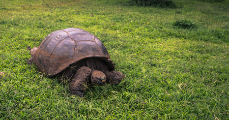 Galapagos Islands - July 22, 2017: Giant Tortoise in the El Chato reserve of Santa Cruz Islandのeditorial素材