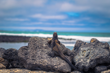 Galapagos Islands - July 22, 2017: Marine Iguanas in Tortuga Bay in Santa Cruz Island, Galapagos Islands, Ecuadorのeditorial素材