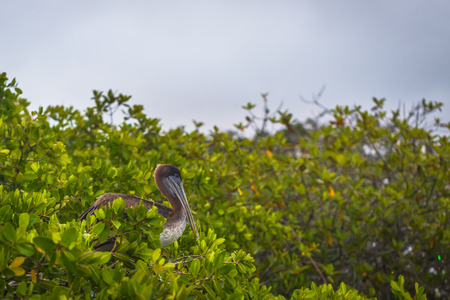 Galapagos Islands - July 22, 2017: Pelican bird relaxing in Puerto Ayora in Santa Cruz island, Galapagos Islands, Ecuadorのeditorial素材