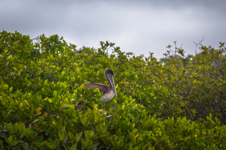 Galapagos Islands - July 22, 2017: Pelican bird relaxing in Puerto Ayora in Santa Cruz island, Galapagos Islands, Ecuadorのeditorial素材