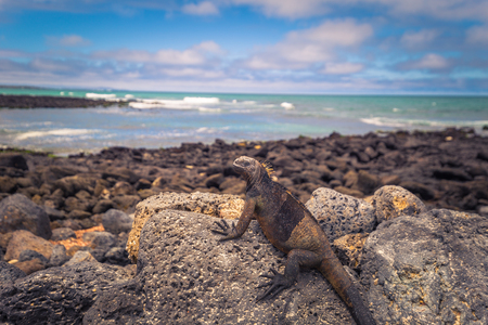 Galapagos Islands - July 22, 2017: Marine Iguanas in Tortuga Bay in Santa Cruz Island, Galapagos Islands, Ecuadorのeditorial素材