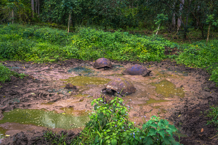Galapagos Islands - July 22, 2017: Giant Tortoises in the El Chato reserve of Santa Cruz Islandのeditorial素材