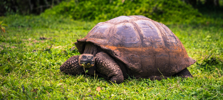 Galapagos Islands - July 22, 2017: Giant Tortoise in the El Chato reserve of Santa Cruz Islandのeditorial素材