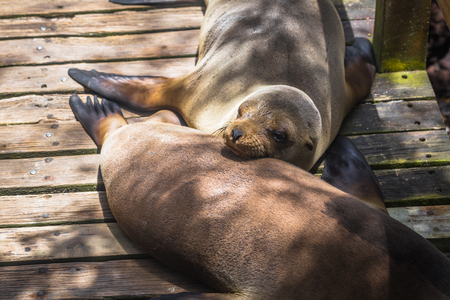 Galapagos Islands - August 25, 2017: Sealions resting in Isabela Island, Galapagos Islands, Ecuadorのeditorial素材