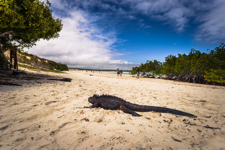 Galapagos Islands - August 23, 2017: Marine Iguanas in Tortuga Bay in Santa Cruz Island, Galapagos Islands, Ecuadorのeditorial素材