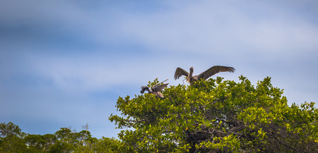 Galapagos Islands - August 26, 2017: Pelicans by the coast of Isabela Island, Galapagos Islands, Ecuadorのeditorial素材