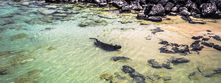 Galapagos Islands - August 23, 2017: Marine Iguana swimming in Tortuga Bay in Santa Cruz Island, Galapagos Islands, Ecuadorのeditorial素材