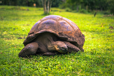 Galapagos Islands - July 22, 2017: Giant Tortoise in the El Chato reserve of Santa Cruz Islandのeditorial素材