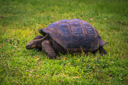 Galapagos Islands - July 22, 2017: Giant Tortoise in the El Chato reserve of Santa Cruz Islandのeditorial素材