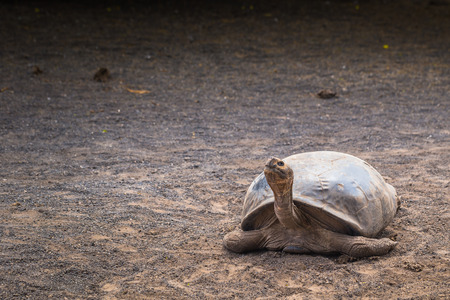 Galapagos Islands - August 25, 2017: Giant land tortoise in the Tortoise breeding center of Isabela Galapagos Islands, Ecuadorのeditorial素材