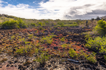 Galapagos Islands - August 23, 2017: Landscape near Las Grietas in Santa Cruz Island, Galapagos Islands, Ecuadorのeditorial素材