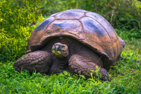Galapagos Islands - July 22, 2017: Giant Tortoise in the El Chato reserve of Santa Cruz Islandのeditorial素材