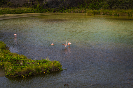 Galapagos Islands - August 25, 2017: Landscape of Flamingo bay in Isabela Galapagos Islands, Ecuadorのeditorial素材