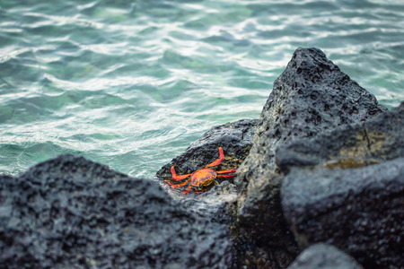 Galapagos Islands - August 23, 2017: Red Crab in the coast of Santa Cruz Island, Galapagos Islands, Ecuadorのeditorial素材