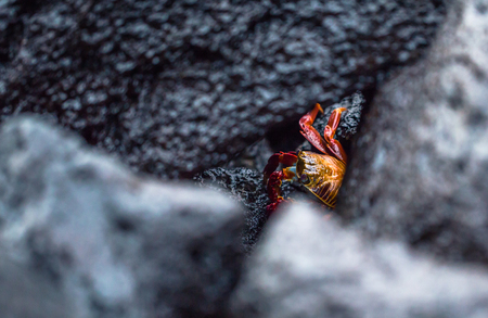 Galapagos Islands - August 23, 2017: Red Crab in the coast of Santa Cruz Island, Galapagos Islands,...