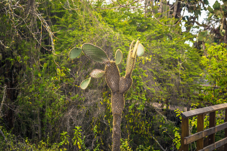 Galapagos Islands - August 23, 2017: Cactuses in the Darwin Research center in Santa Cruz Island, Galapagos Islands, Ecuadorのeditorial素材