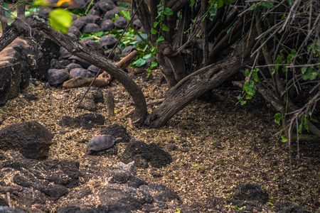 Galapagos Islands - August 23, 2017: Baby Giant land Tortoises in the Darwin Research Center in Santa Cruz Island, Galapagos Islands, Ecuadorのeditorial素材