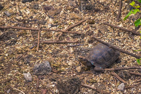Galapagos Islands - August 23, 2017: Baby Giant land Tortoises in the Darwin Research Center in Santa Cruz Island, Galapagos Islands, Ecuadorのeditorial素材