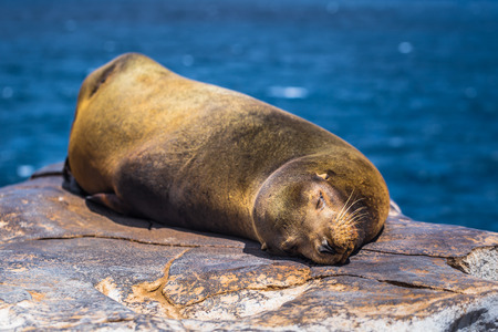 Galapagos Islands - August 24, 2017: Sealion sleeping in Plaza Sur island, Galapagos Islands, Ecuadorのeditorial素材