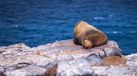 Galapagos Islands - August 24, 2017: Sealion sleeping in Plaza Sur island, Galapagos Islands, Ecuadorのeditorial素材