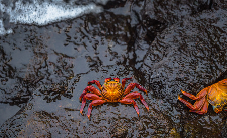 Galapagos Islands - August 24, 2017: Sally Lightfoot crabs in Puerto Ayora, Galapagos Islands,...