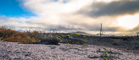 Galapagos Islands - August 25, 2017: Marine Iguanas on a beach in Isabela Island, Galapagos Islands, Ecuadorのeditorial素材