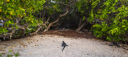 Galapagos Islands - August 25, 2017: Marine Iguanas on a beach in Isabela Island, Galapagos Islands, Ecuadorのeditorial素材