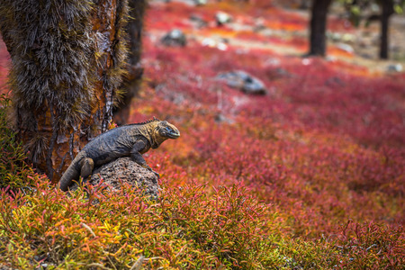 Galapagos Islands - August 24, 2017: Endemic Land Iguana in Plaza Sur island, Galapagos Islands, Ecuadorのeditorial素材