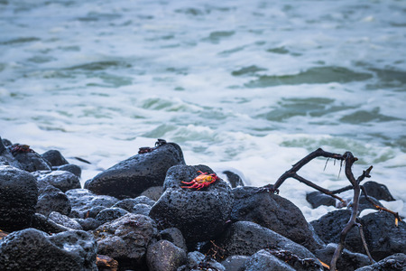 Galapagos Islands - August 25, 2017: Red Sally Lightfoot crabs n the beach of Isabela Island,...