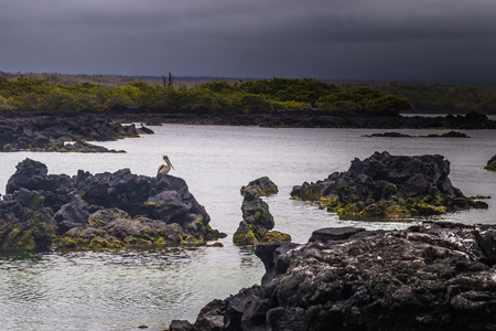 Galapagos Islands - August 26, 2017: Landscape of the Lava tunnels of Isabela Island, Galapagos Islands, Ecuadorのeditorial素材