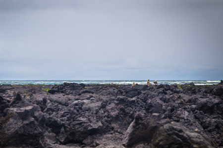 Galapagos Islands - August 26, 2017: Landscape of the Lava tunnels of Isabela Island, Galapagos Islands, Ecuadorのeditorial素材