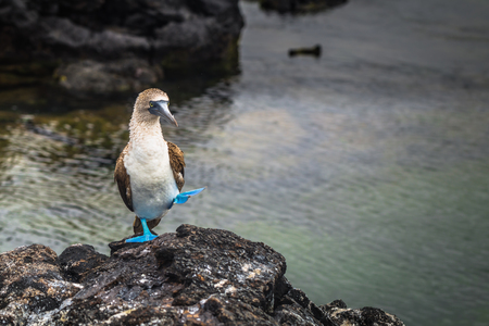 Galapagos Islands - August 26, 2017: Blue-footed Boobies at the lava tunnels of Isabela Island, Galapagos Islands, Ecuadorのeditorial素材