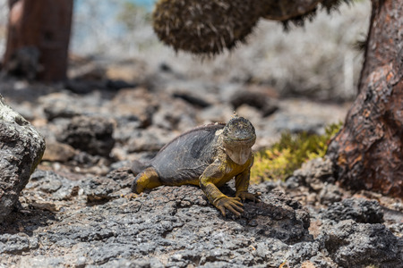 Galapagos Islands - August 24, 2017: Endemic Land Iguana in Plaza Sur island, Galapagos Islands, Ecuadorのeditorial素材