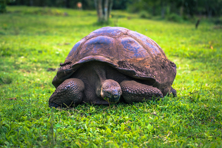 Galapagos Islands - July 22, 2017: Giant Tortoise in the El Chato reserve of Santa Cruz Islandのeditorial素材
